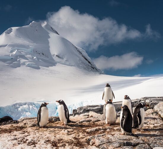 Antarktis - Entdeckung und Lernreise © Antarktis Discover and Learning